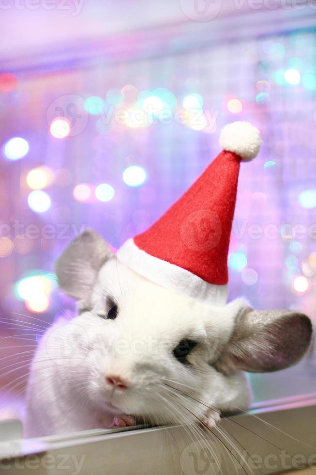 söt vit chinchilla med santa claus röd hatt på en bakgrund av jul dekorationer och jul lampor. liten fluffig tomten. vinter- begrepp och ny år sällskapsdjur gåvor. foto