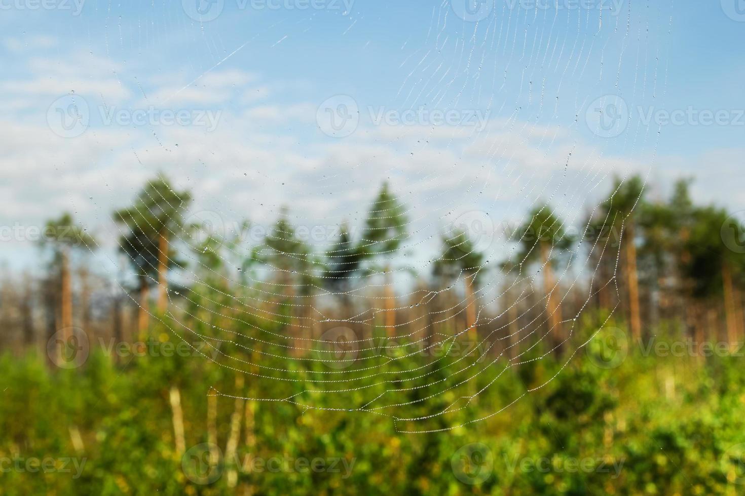 de webb en suddig bakgrund av en grön skog och blå himmel. foto