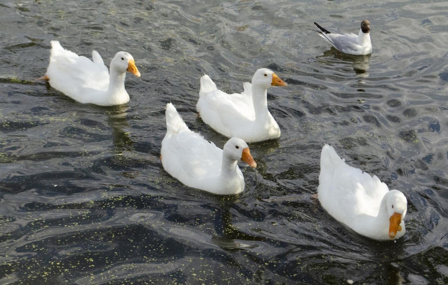 gäss simma i de vatten. grupp av gäss. fåglar i de damm. vild flock av gäss foto