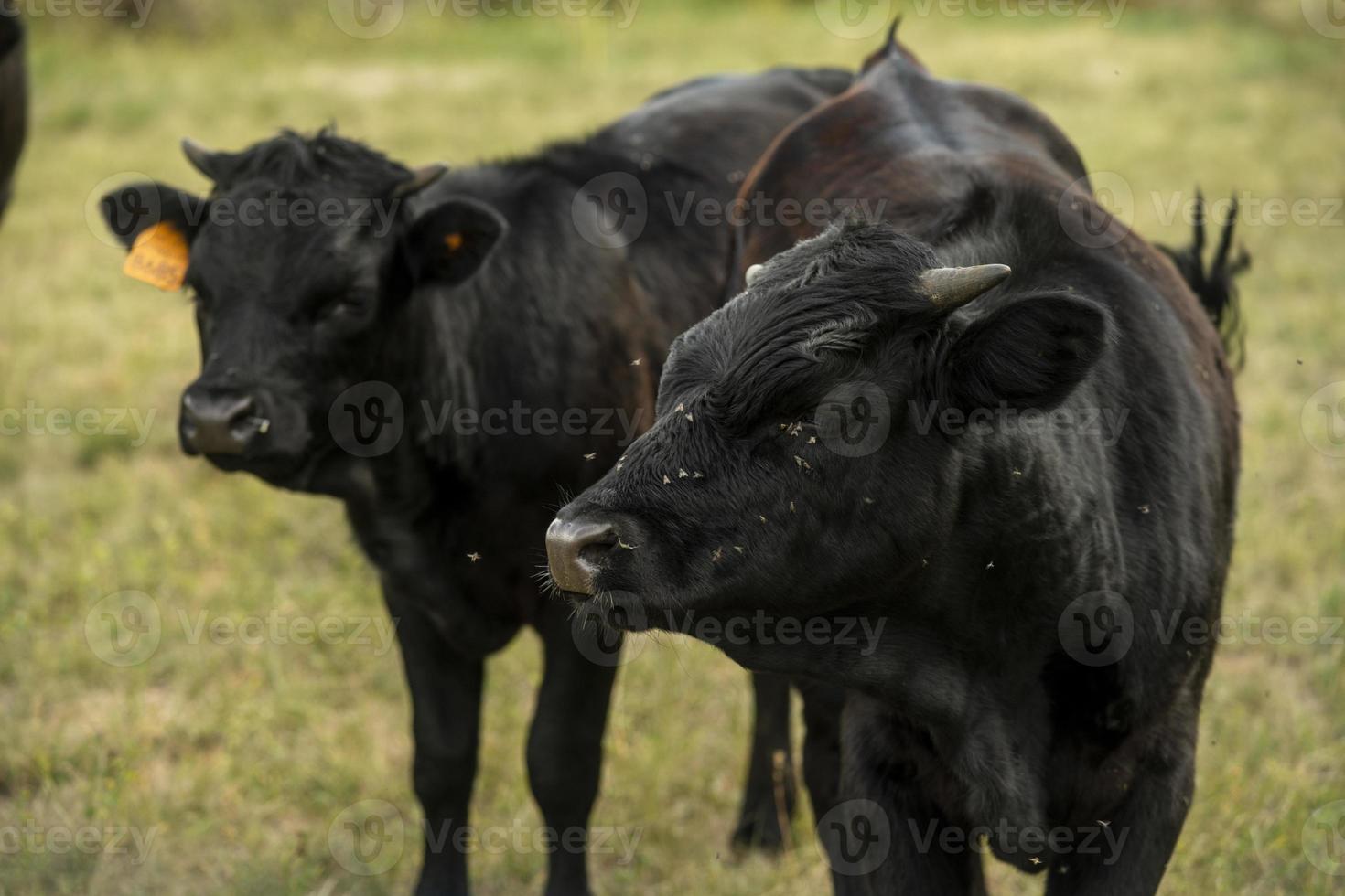 ung svart tjurar i en grön fält foto