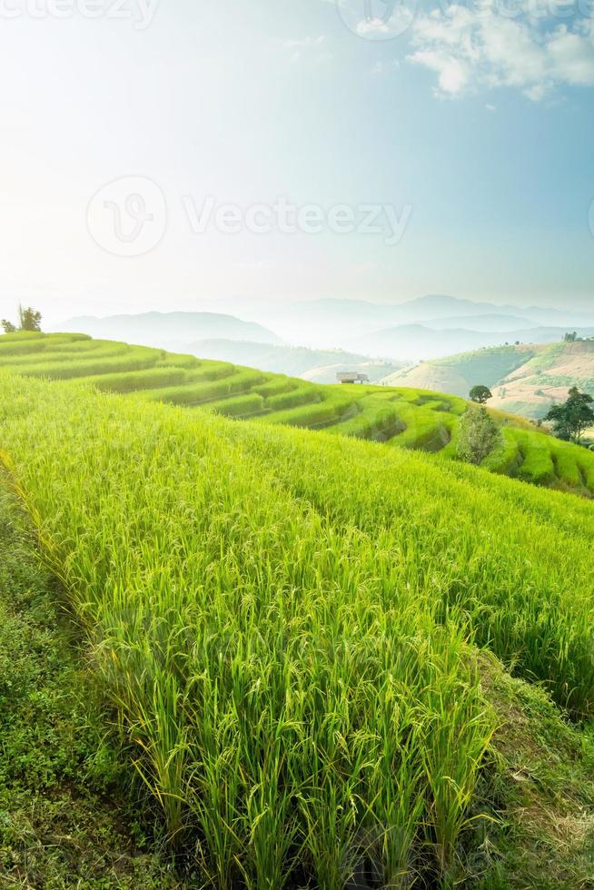 landskap av ris terrass på förbjuda pa bong piang i chiang mai thailand foto