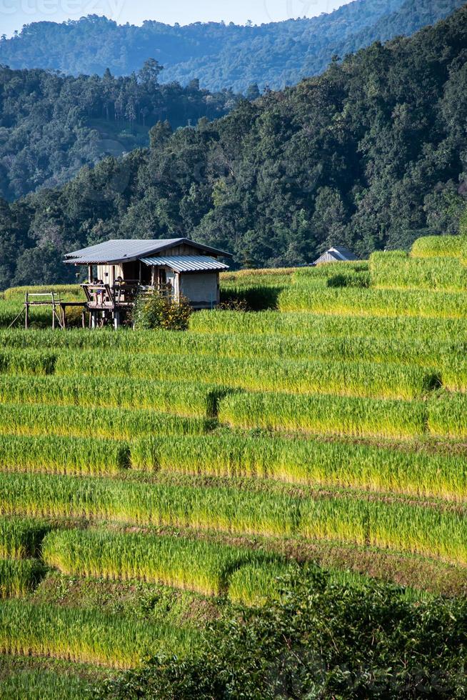 landskap av ris terrass på förbjuda pa bong piang i chiang mai thailand foto