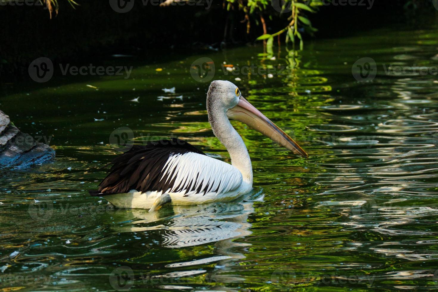 detta är Foto av pelikan fågel. detta fågel är ett av de fågel arter i de sjö i ragunan Zoo.