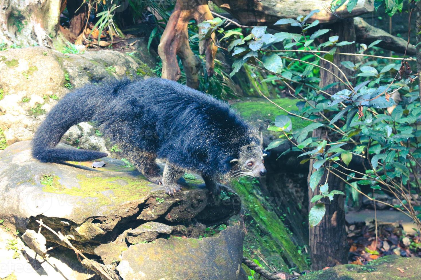 detta är Foto av en binturong på ragunan Zoo.