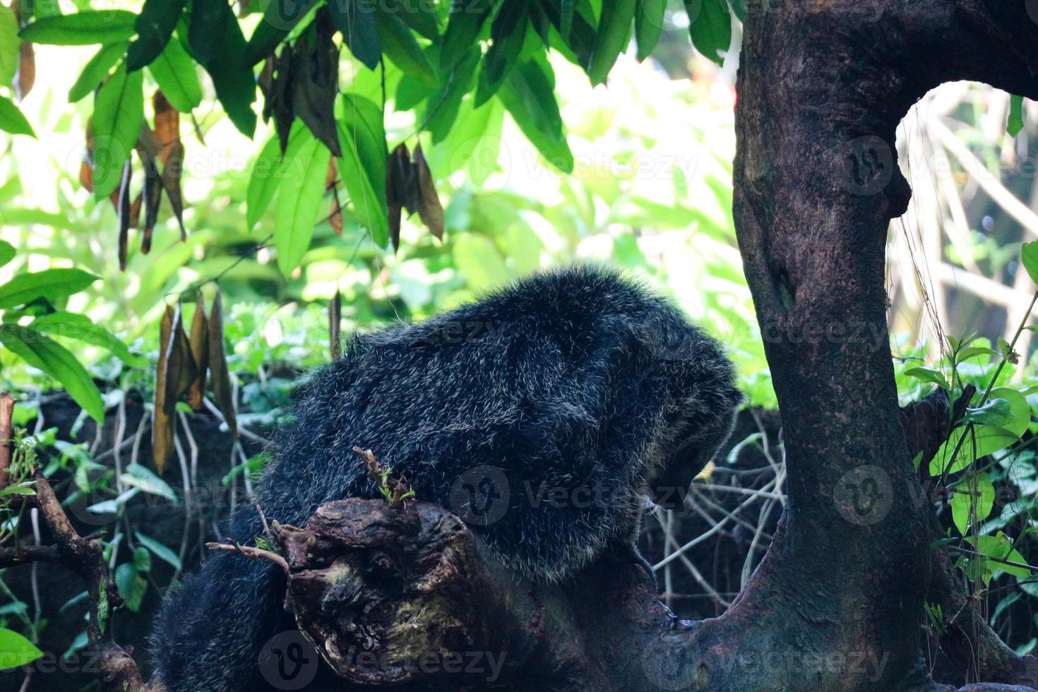 detta är Foto av en binturong på ragunan Zoo.