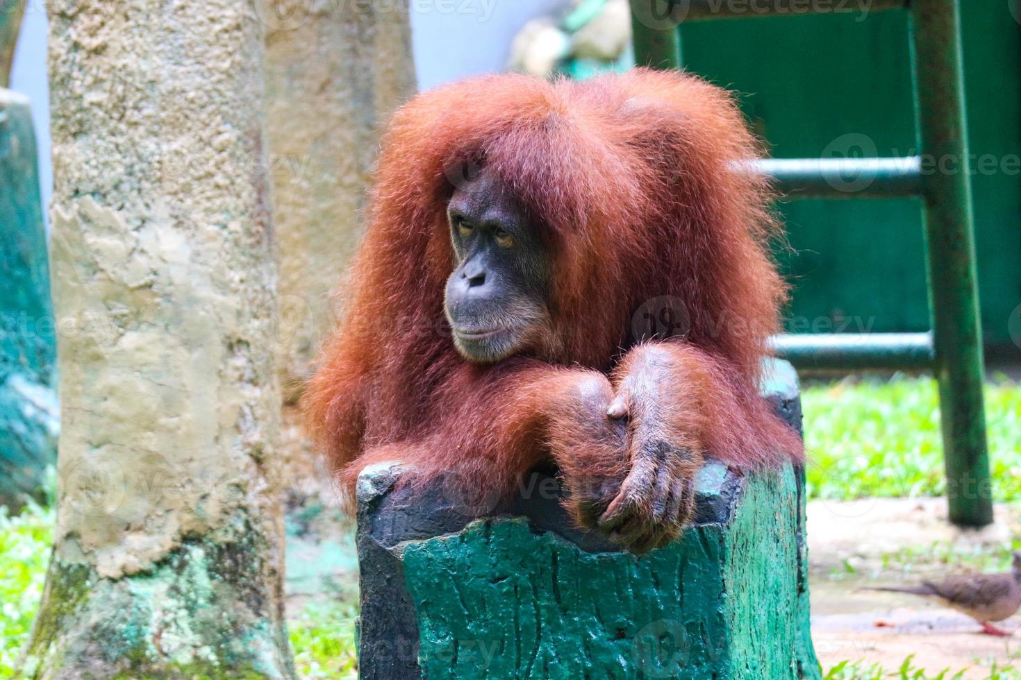 detta är en Foto av en sumatran orangutang på ragunan Zoo.