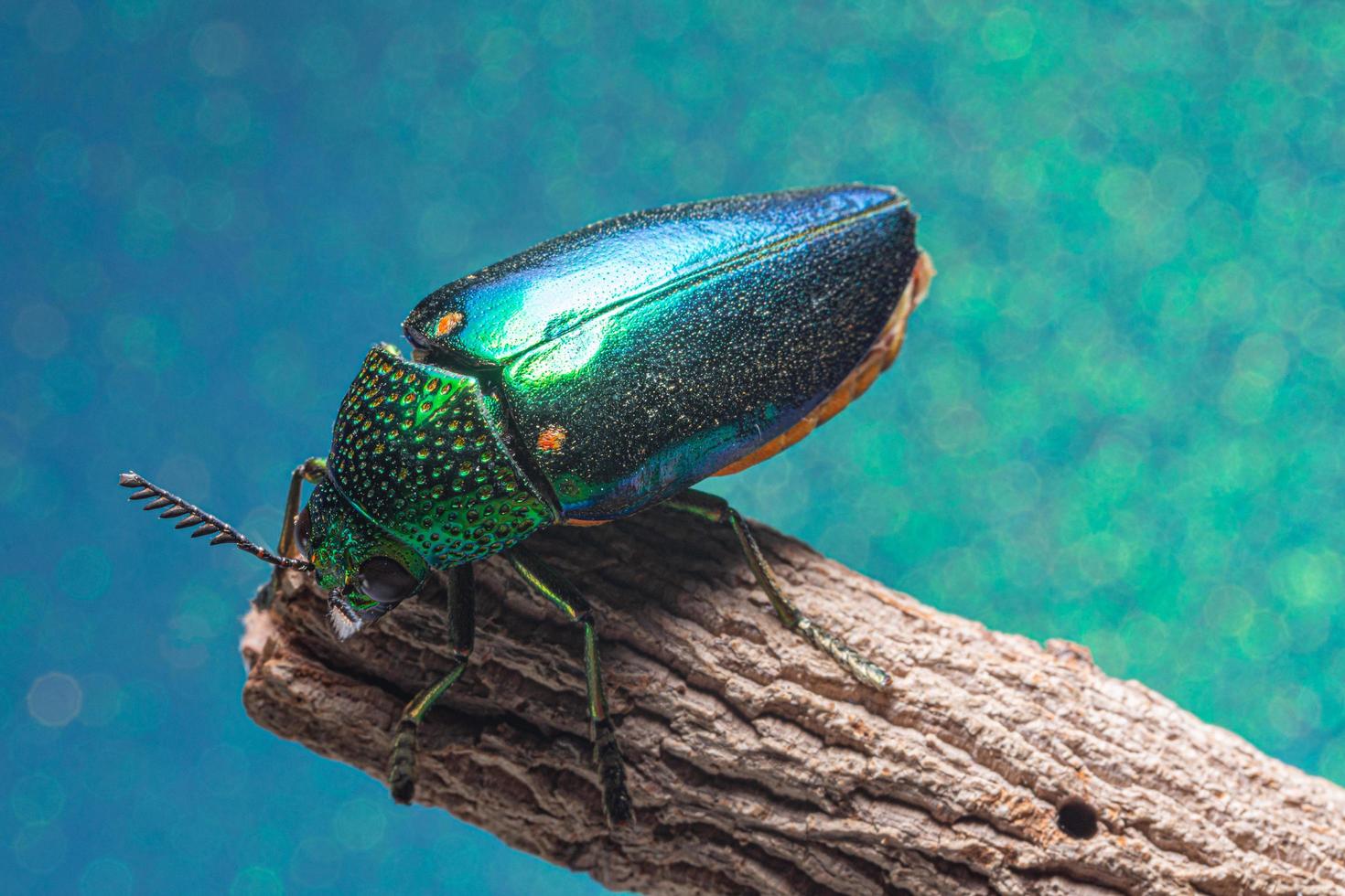 buprestidae insekt på blå bakgrund foto