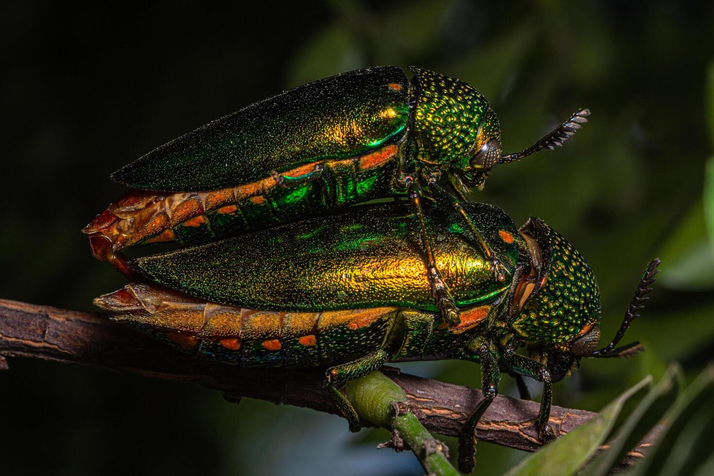 buprestidae insekter på naturlig bakgrund foto