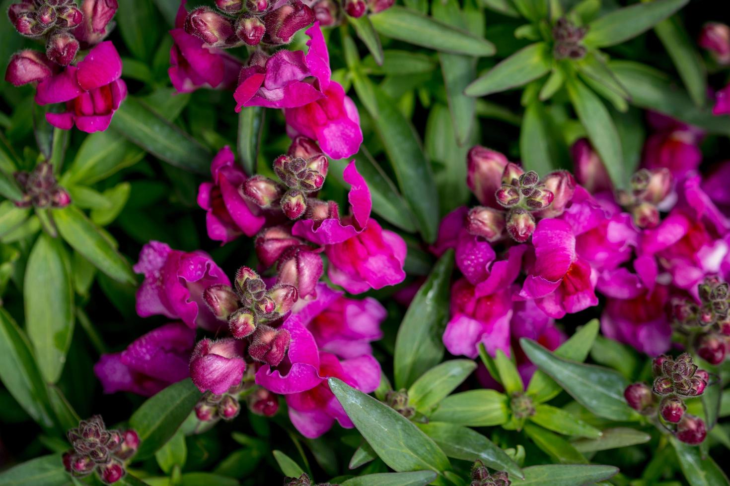 lila blommor, närbild foto