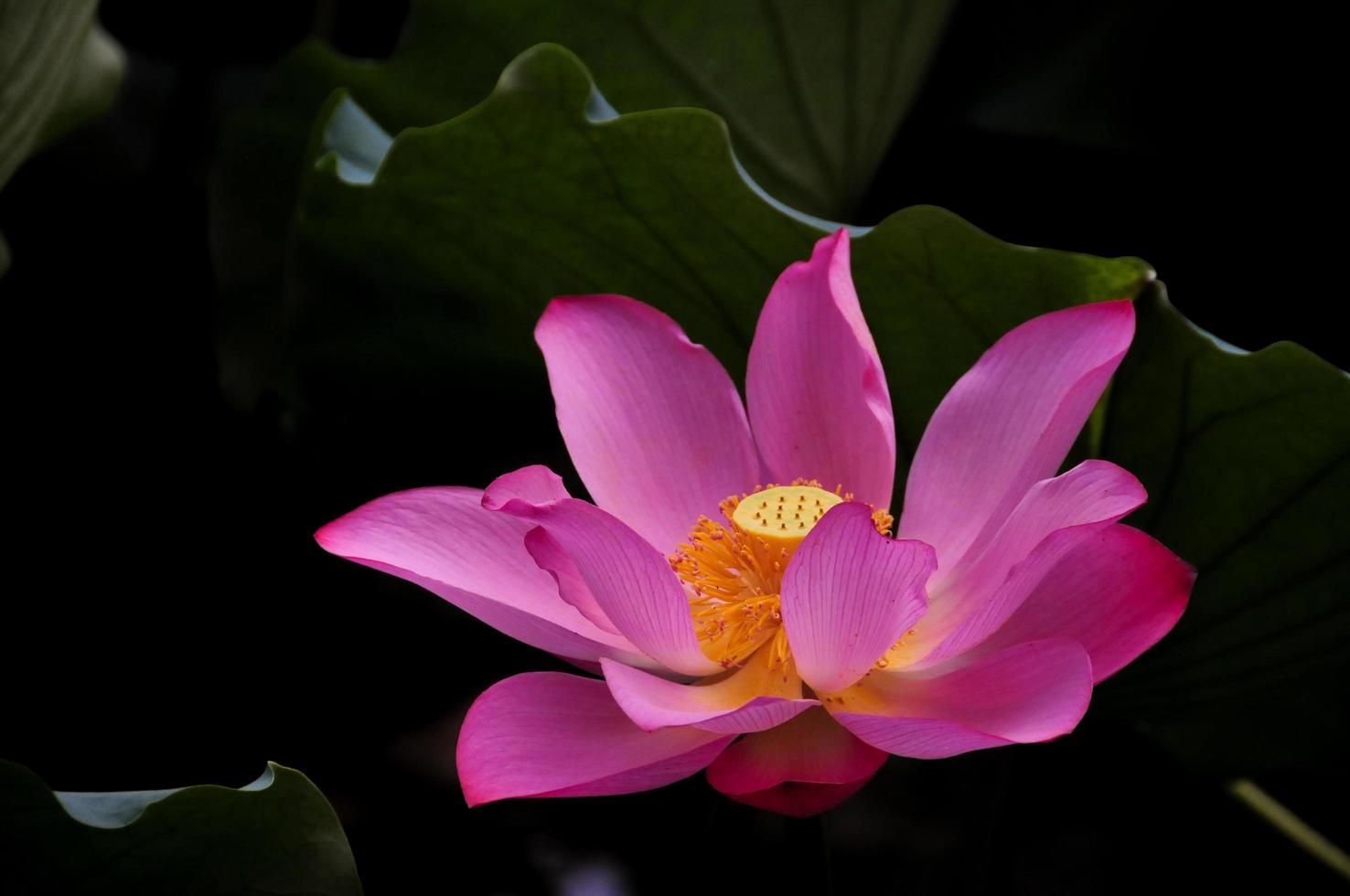 rosa blomma med gult centrum foto