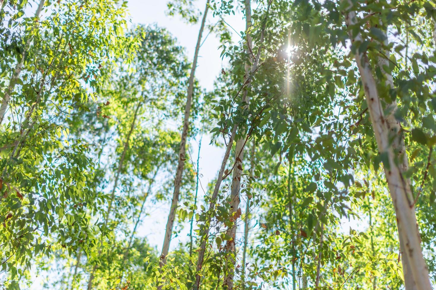 träd i skogen foto