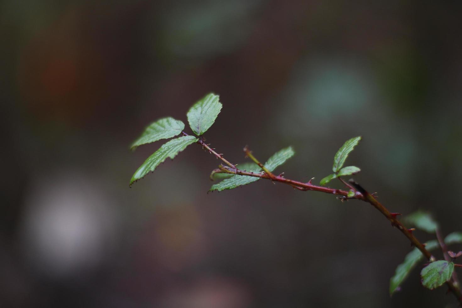 närbild av gröna blad foto