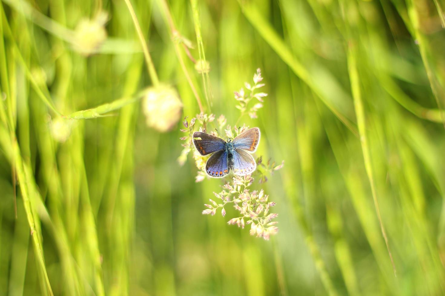 närbild av en fjäril foto