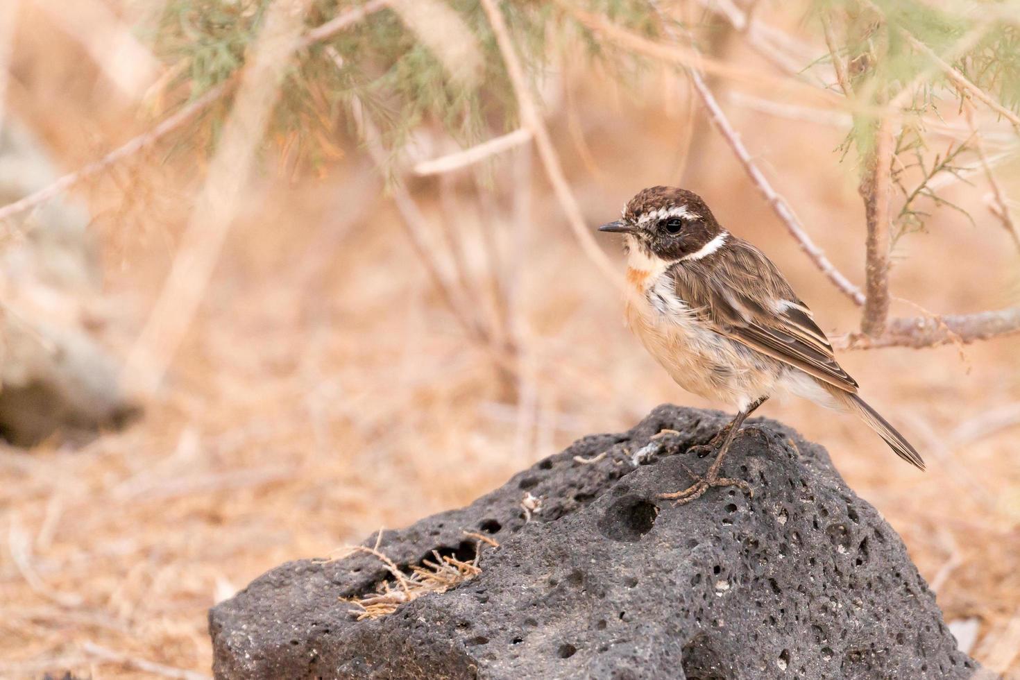 porträtt av en fuerteventura-chatt foto