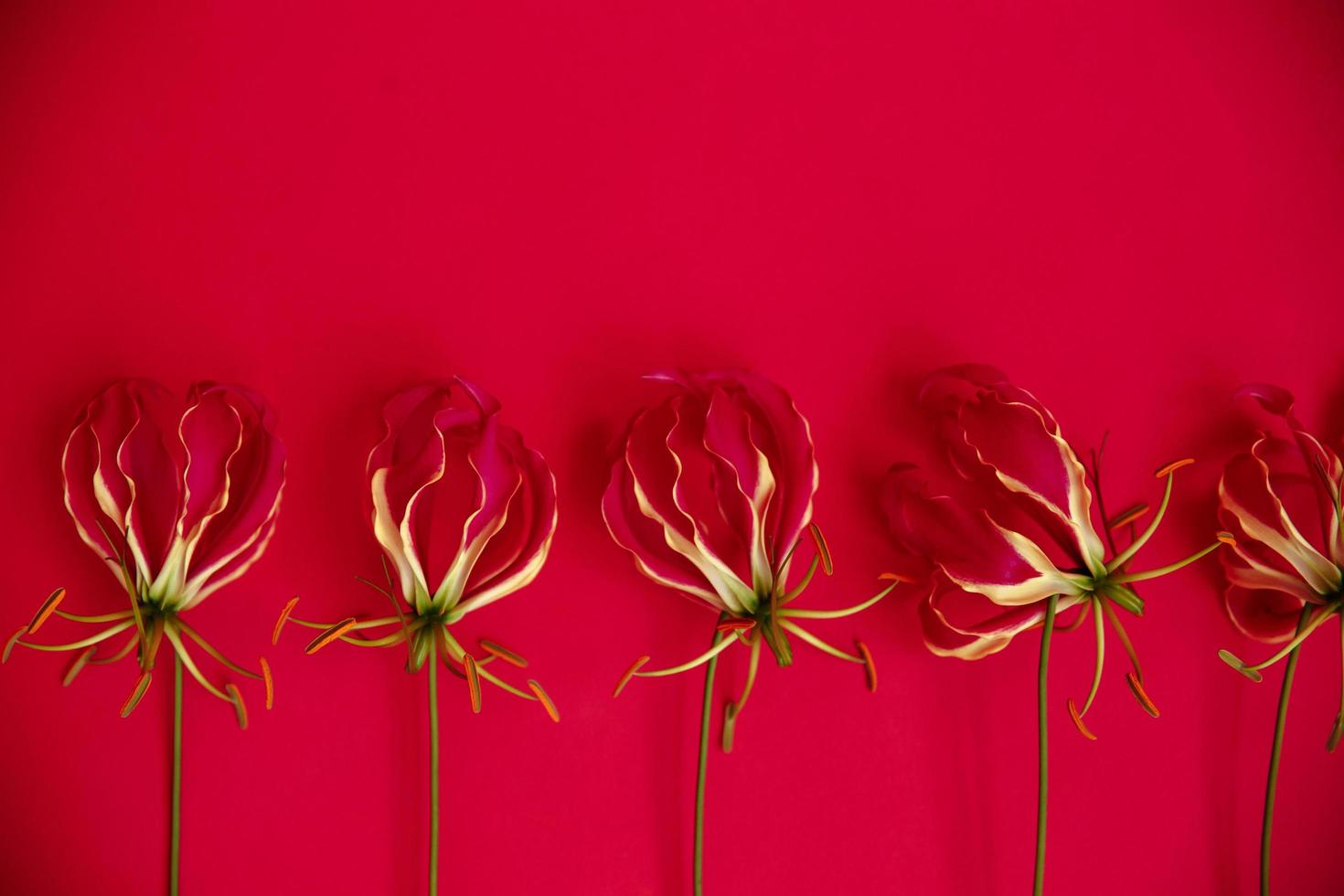 fem gloriosa blommor foto