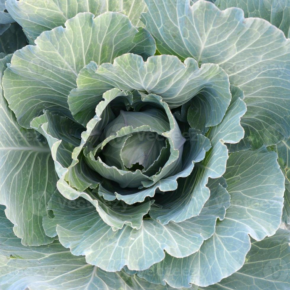 grön kål mognande huvud växande i vegetabiliska bruka foto