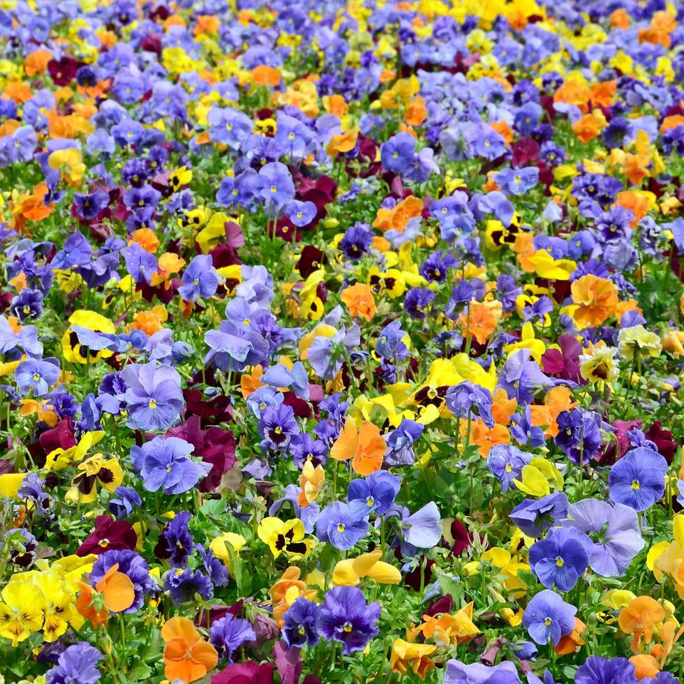 Flerfärgad fikus blommor eller pansies stänga upp som bakgrund eller kort foto