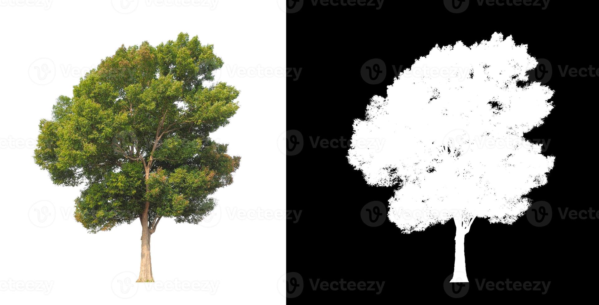 enda träd med klippning väg och alfa kanal på svart bakgrund foto
