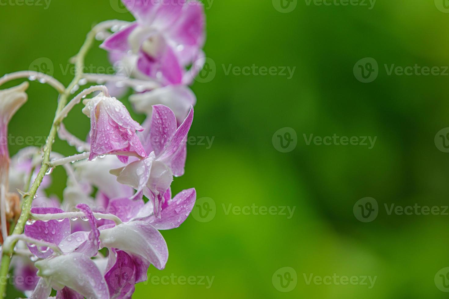 orkide blomma i regnig dag tropisk trädgård blommig bakgrund. idyllisk botanik natur. blomning abstrakt natur, exotisk blomma närbild. foto