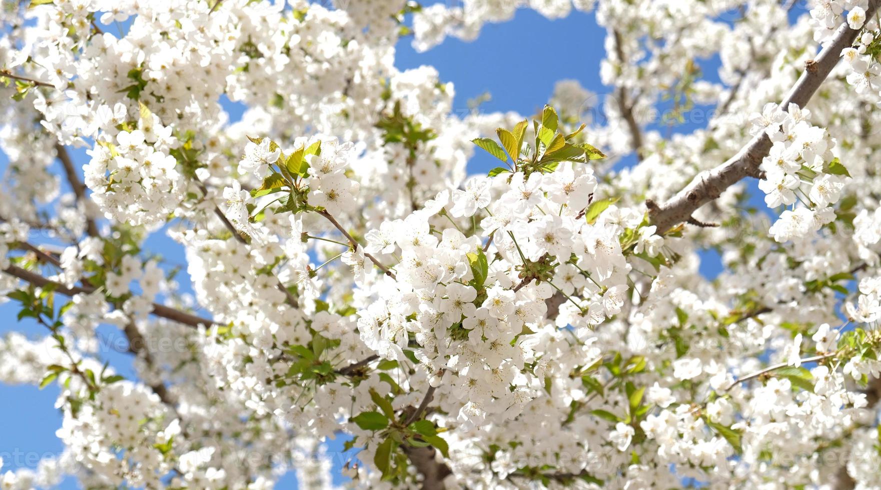 gren av blomning vit blommor av körsbär plommon träd i tidigt vår. Fantastisk naturlig blommig vår baner eller hälsning kort, vykort, affisch. selektiv fokus foto