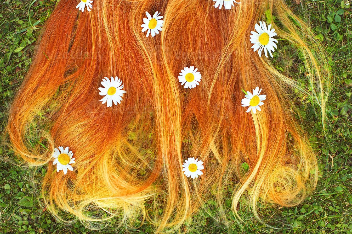 friska röd hår på en grön gräs bakgrund med kamomill blommor foto