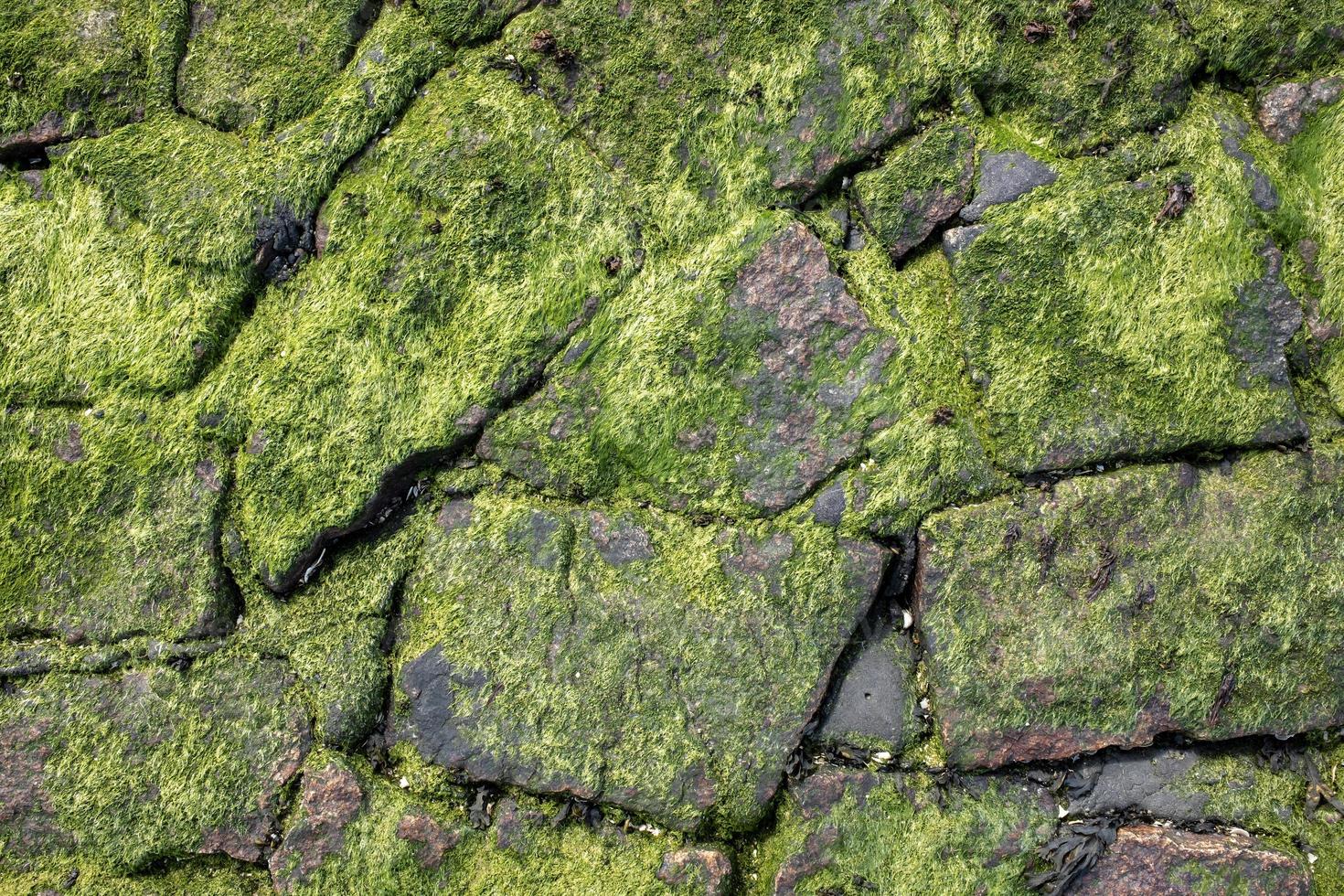sten vägbank täckt med grön alger. topp se. foto
