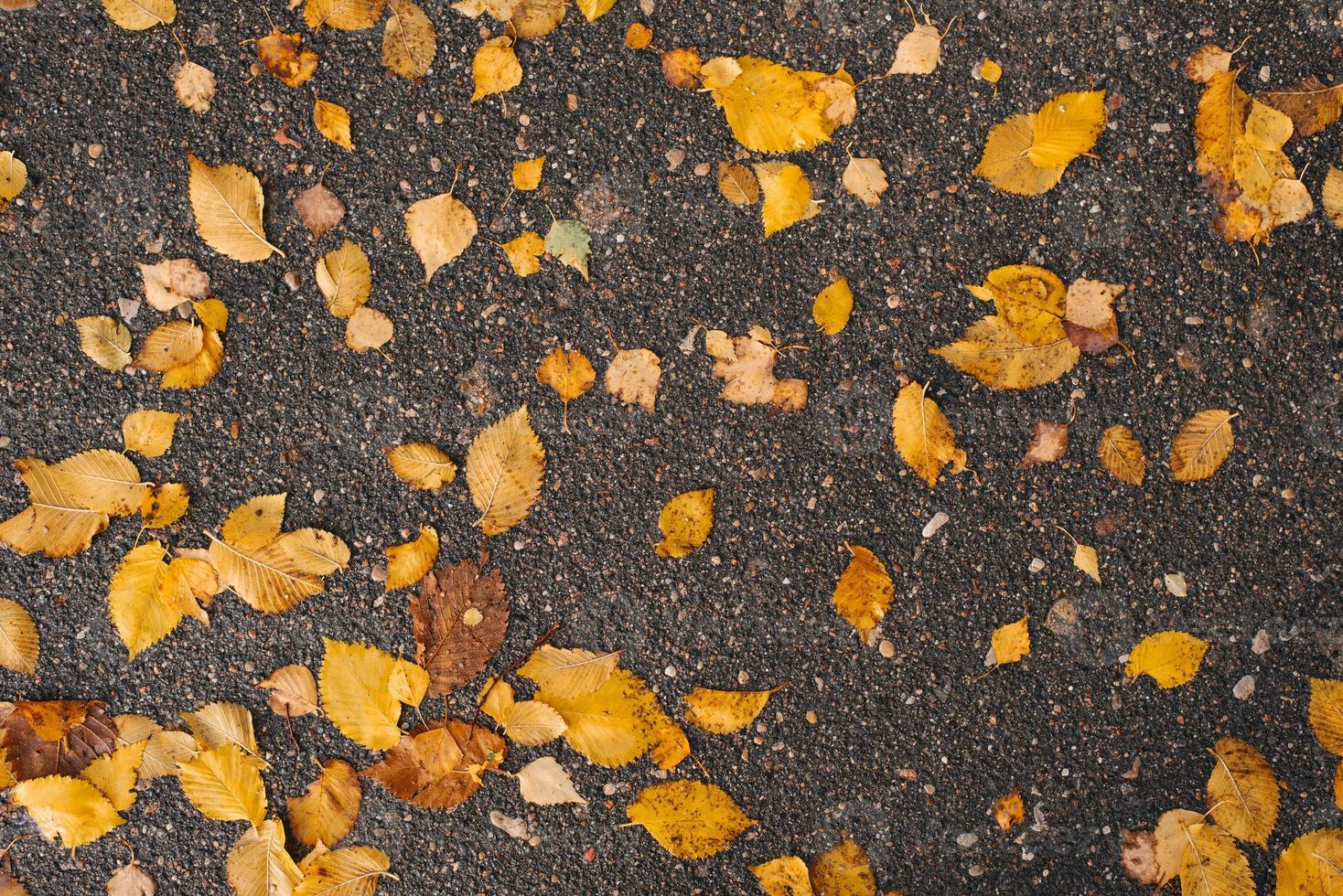 fallen höst gul löv på de asfalt. naturlig höst bakgrund foto