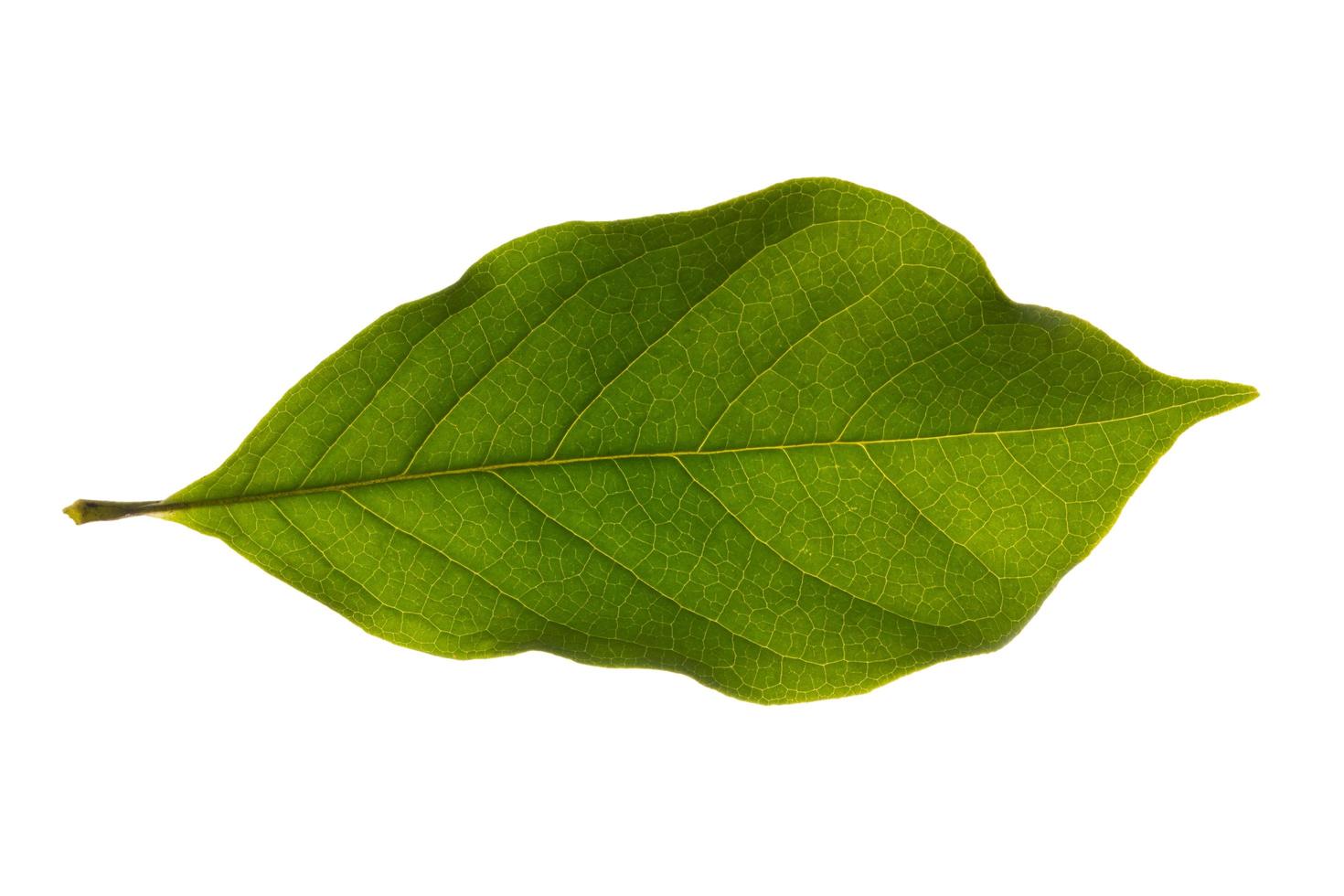 grönt blad på vit bakgrund foto