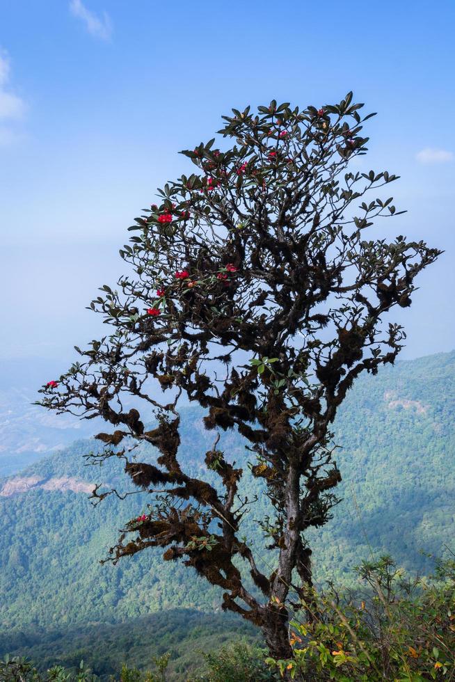 träd på Kew Mae Pan, Thailand foto