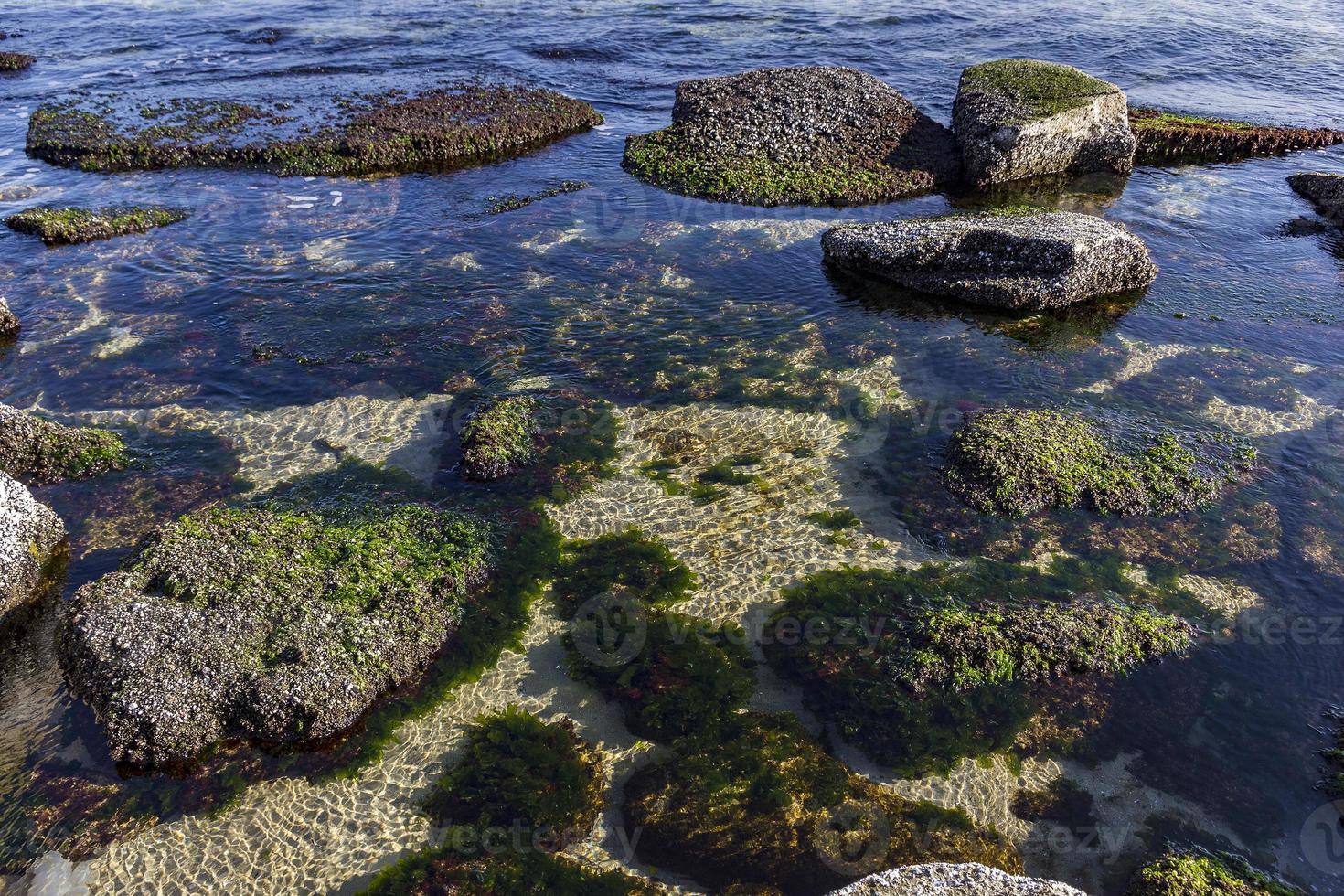 skönhet dag se av under vattnet hav stenar med alger foto