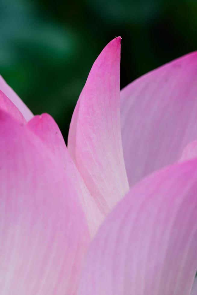 stänga upp av lotus blomma i de trädgård foto