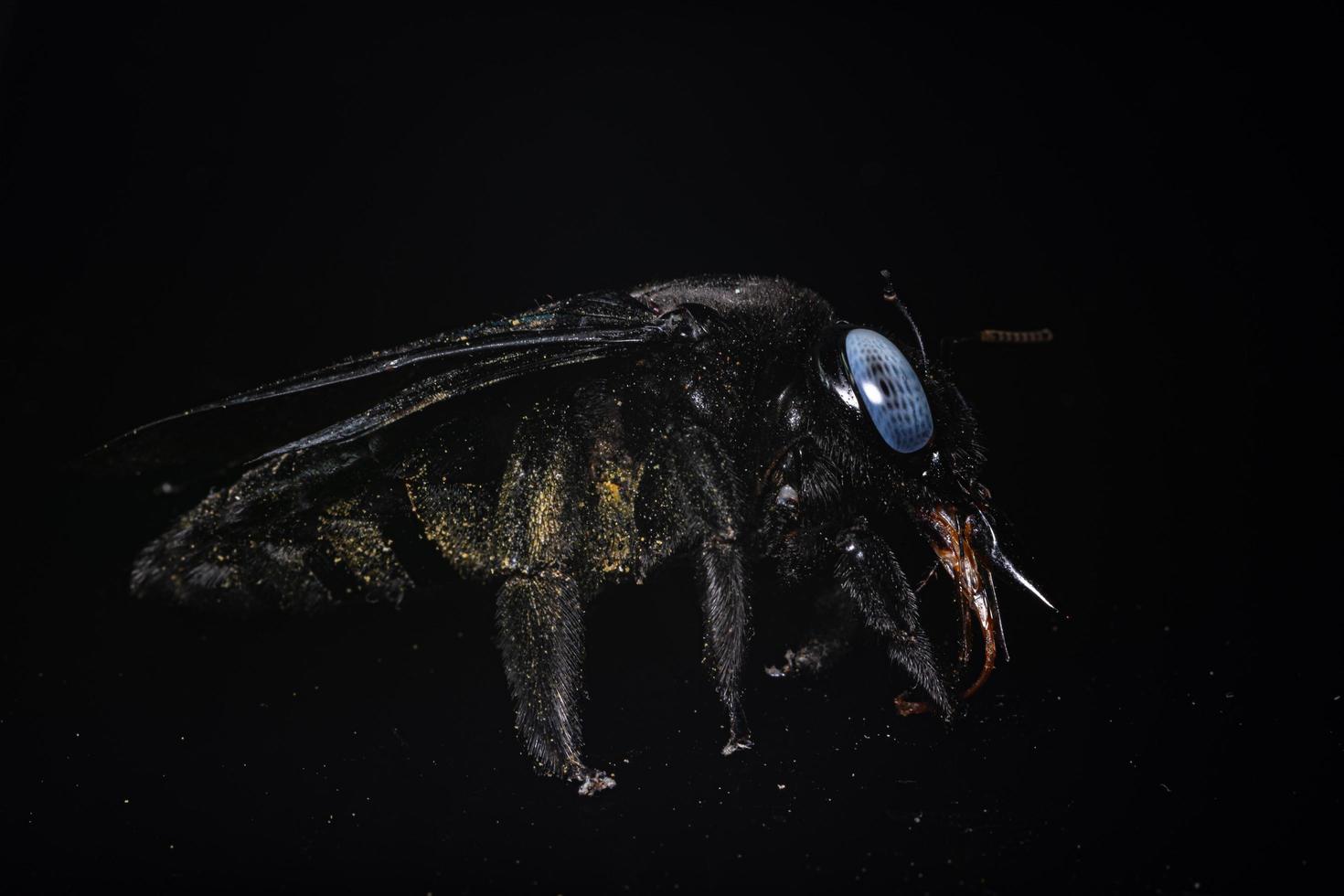 xylocopa latipes på svart bakgrund foto