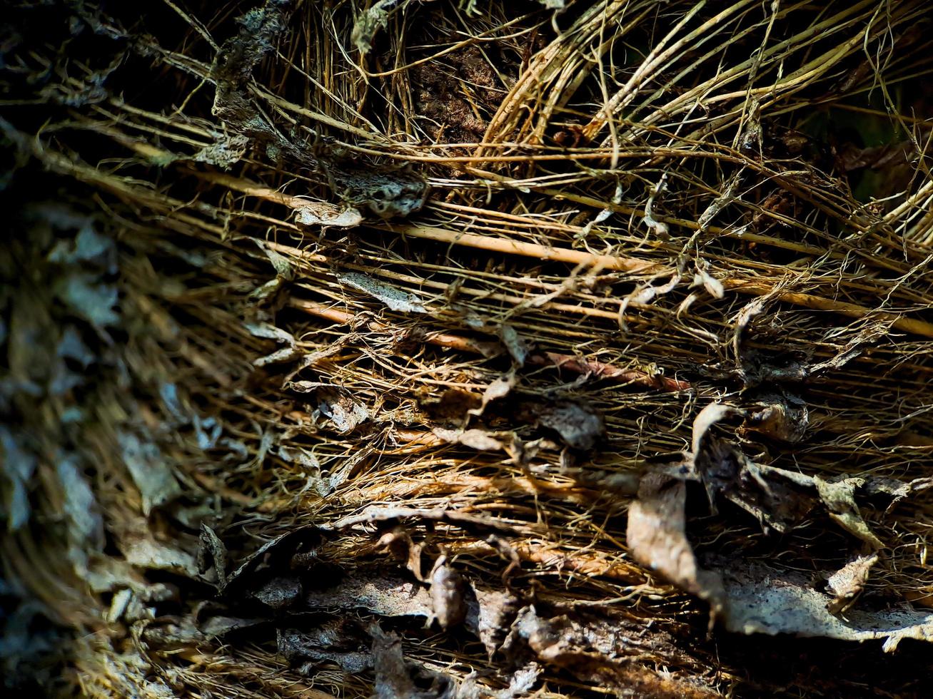 stänga upp av en kokos kokos strukturera, skott på en kokos fiber träd, brun naturlig bakgrund för konsumtion och miljö- produktion. vanligen Begagnade för bil säten, madrasser foto