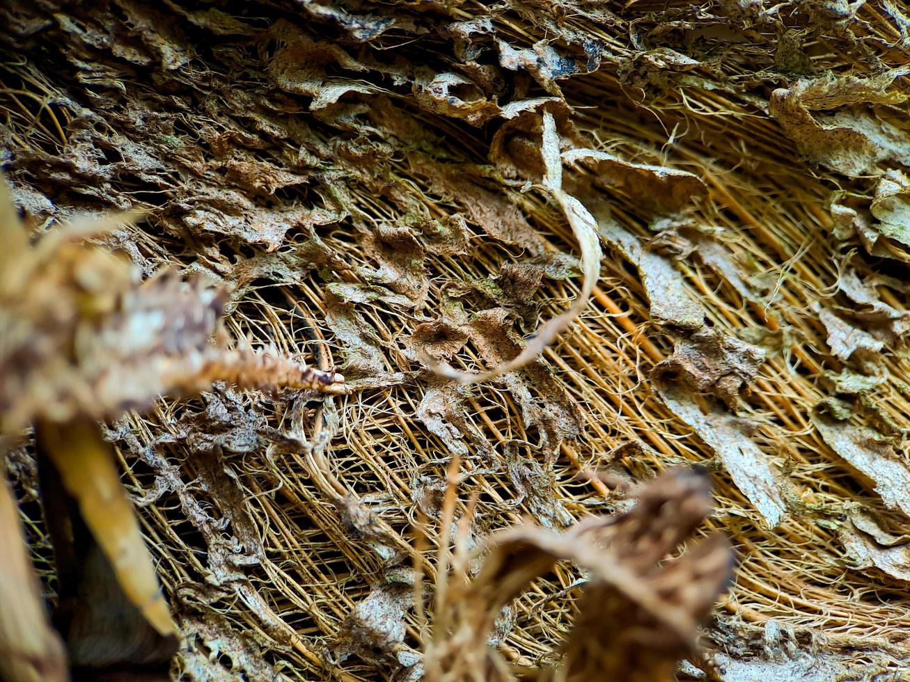 stänga upp av en kokos kokos strukturera, skott på en kokos fiber träd, brun naturlig bakgrund för konsumtion och miljö- produktion. vanligen Begagnade för bil säten, madrasser foto