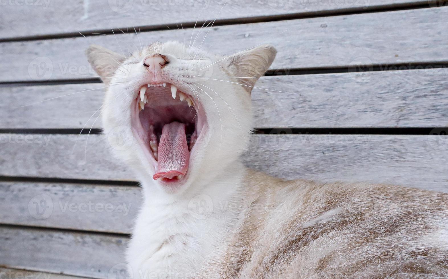 de katt öppnad hans mun och fastnat ut hans tunga, gäspar foto