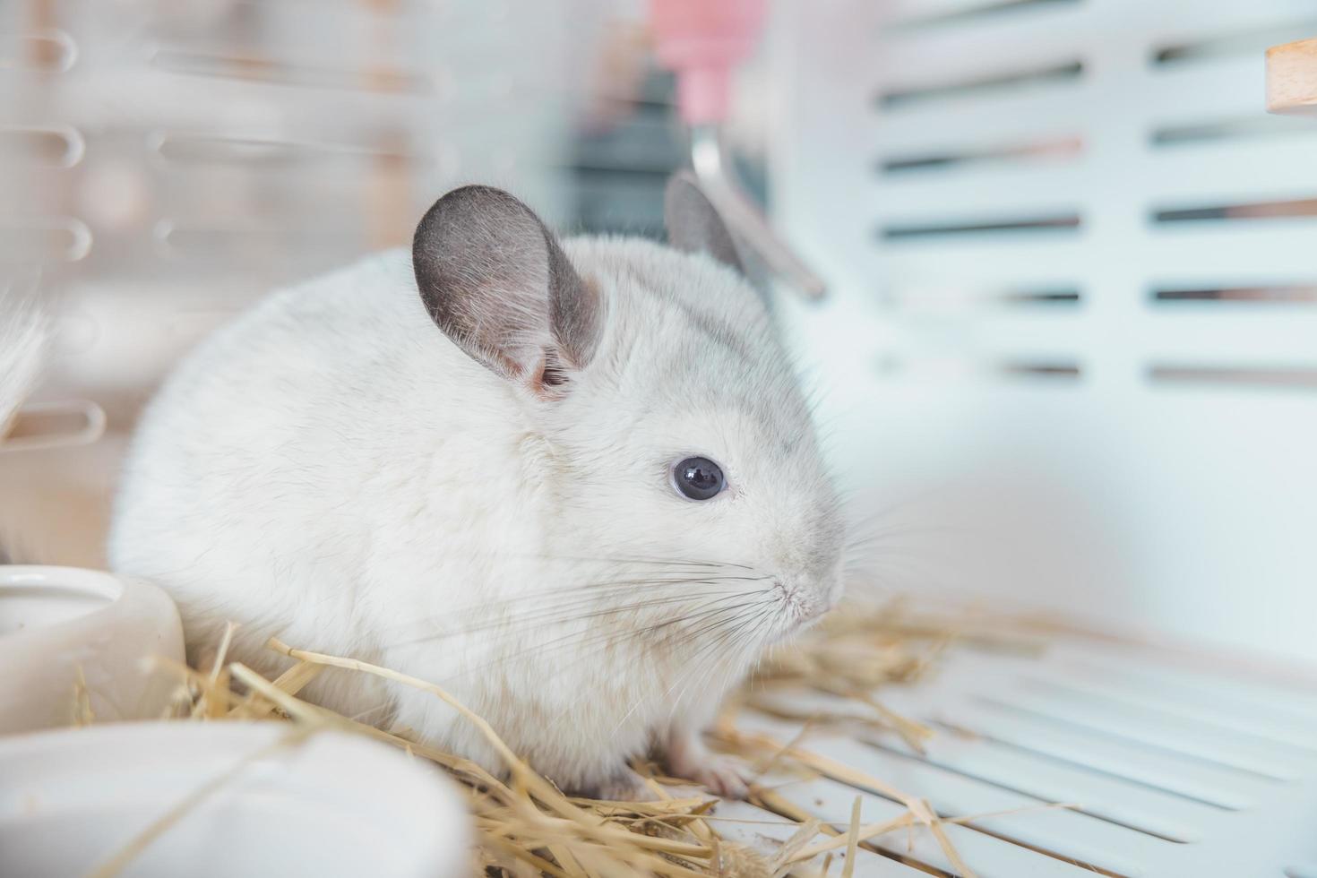 chinchilla söt sällskapsdjur päls vit hår fluffig och svart ögon. närbild djur- gnagare förtjusande tämja öra grå ser på kamera. kattdjur däggdjur är fluffig och lekfull. foto