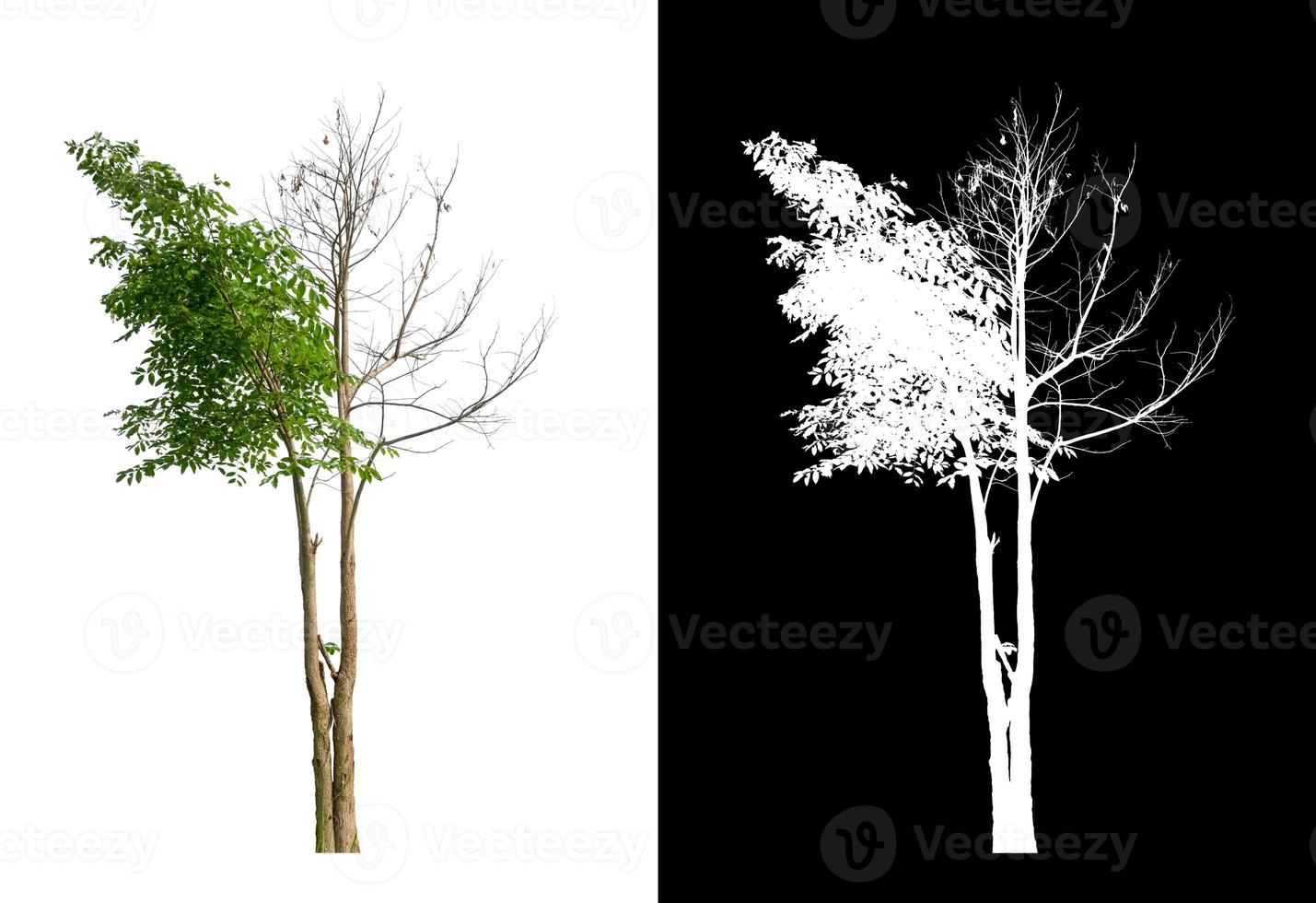 träd den där är isolerat på vit bakgrund är lämplig för både utskrift foto