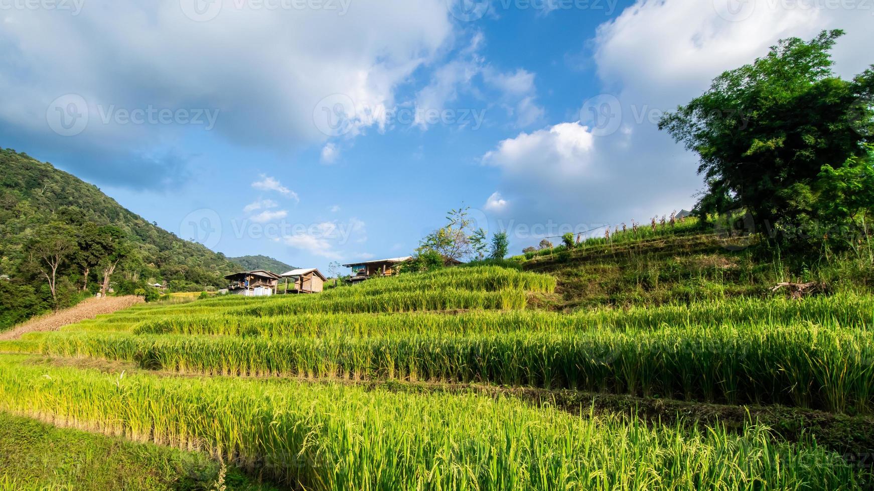 landskap av ris terrass på förbjuda pa bong piang i chiang mai thailand foto
