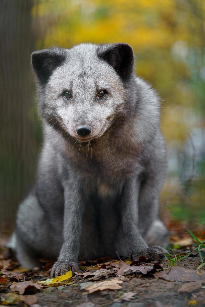 arktisk räv i Zoo foto