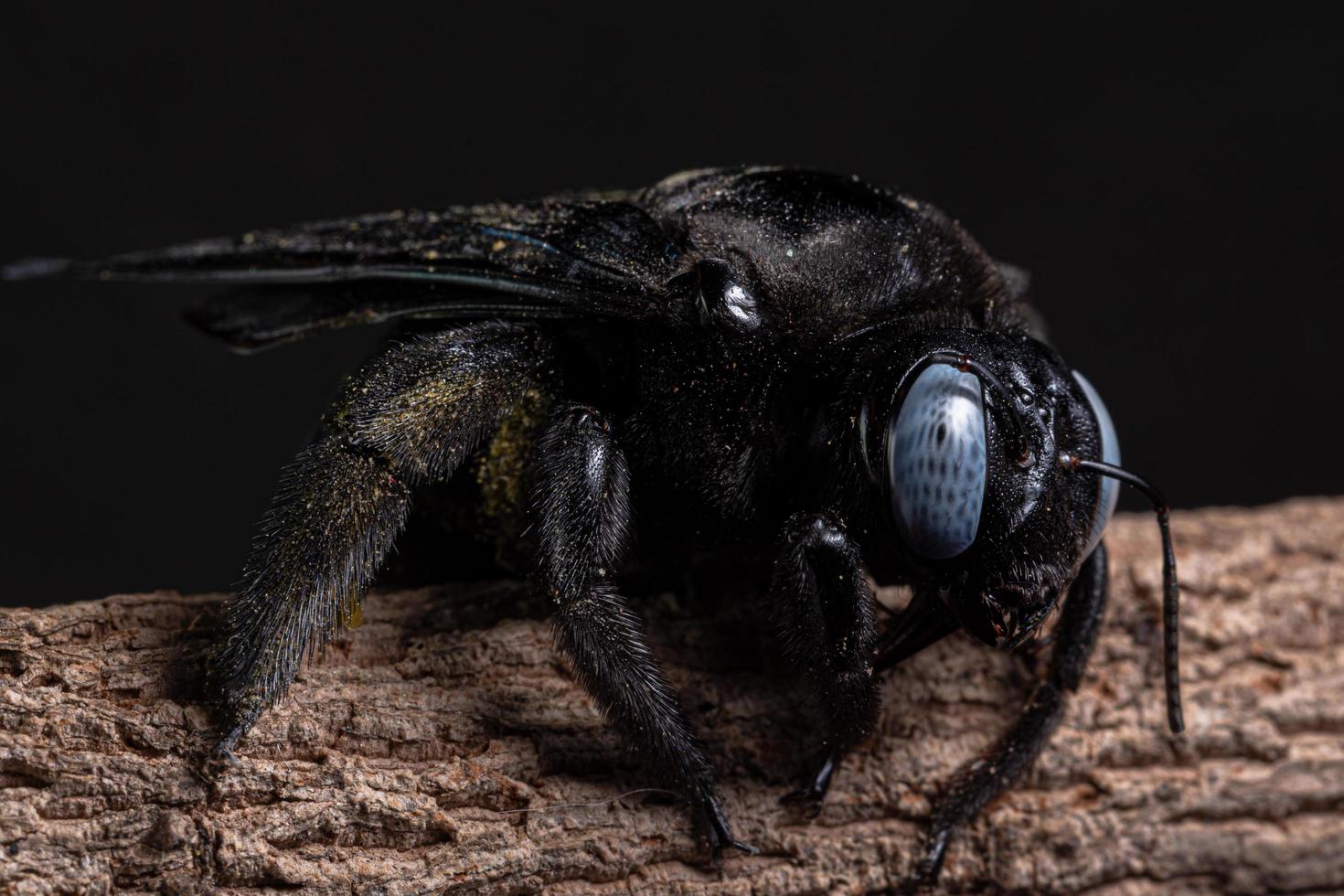 xylocopa latipes på ett träd, makro foto