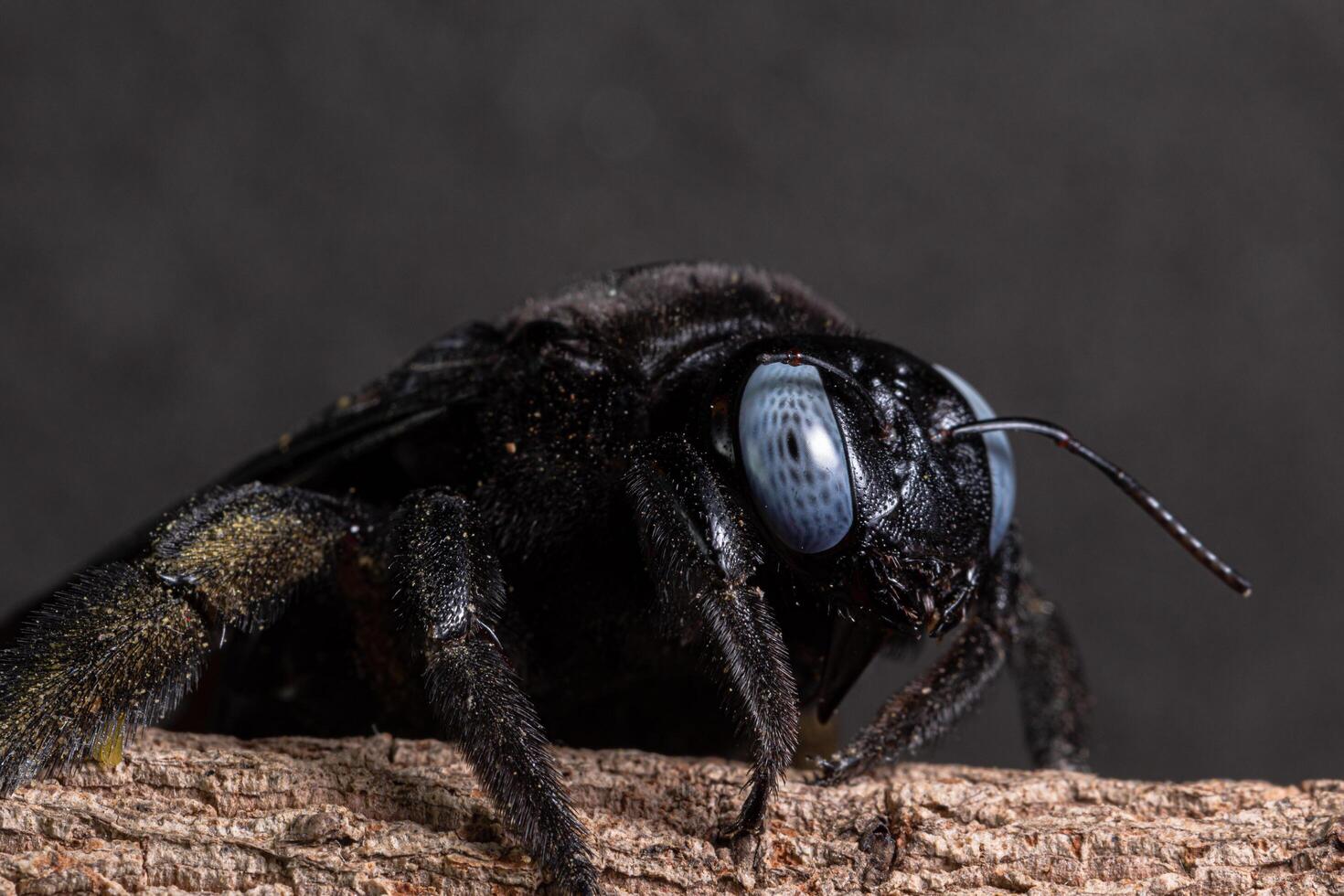 xylocopa latipes på ett träd, makro foto