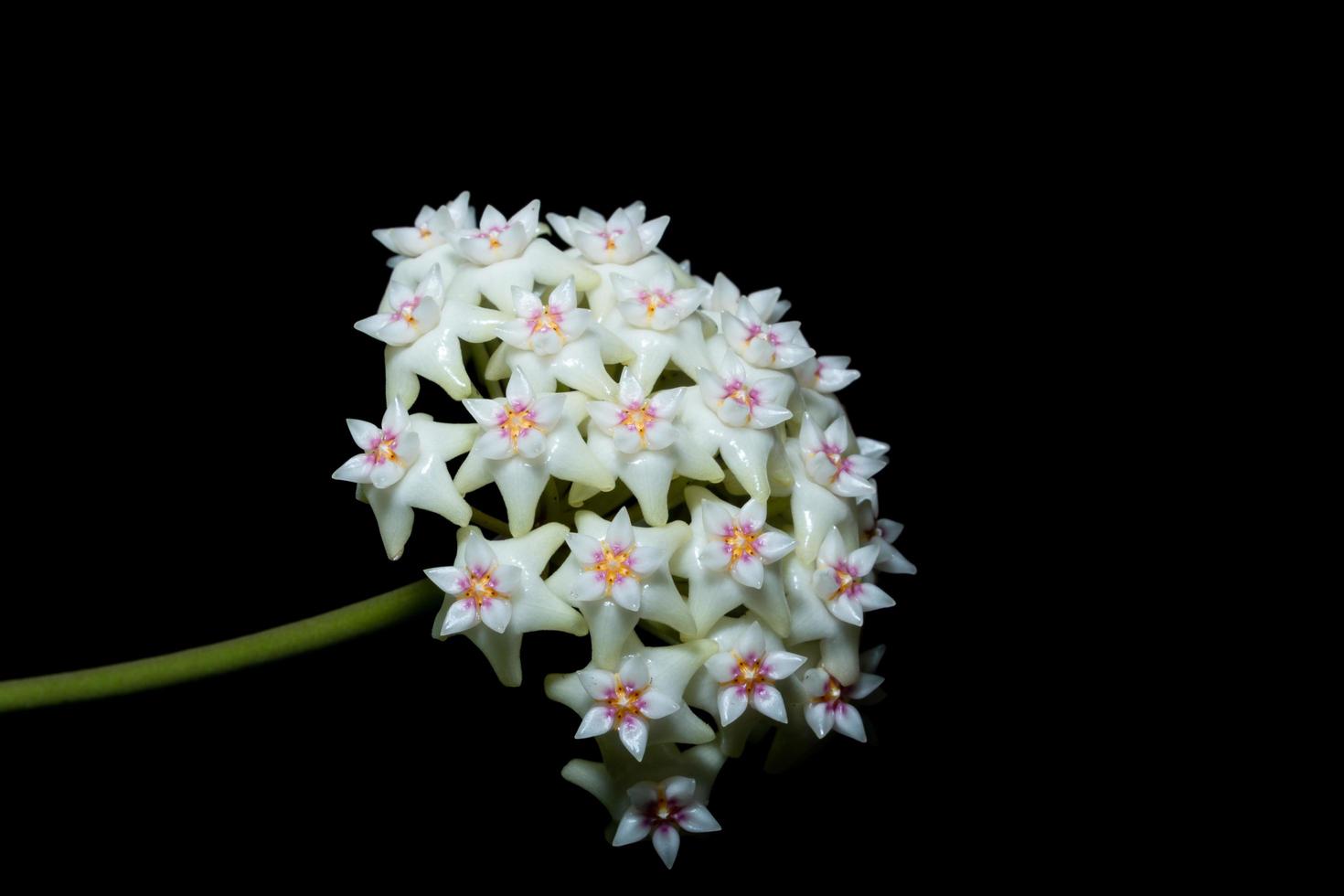 vit hoya blomma på svart bakgrund foto