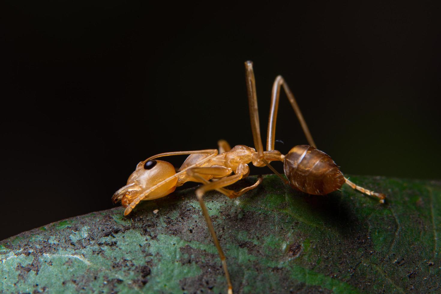 röd myra på ett blad, makro foto