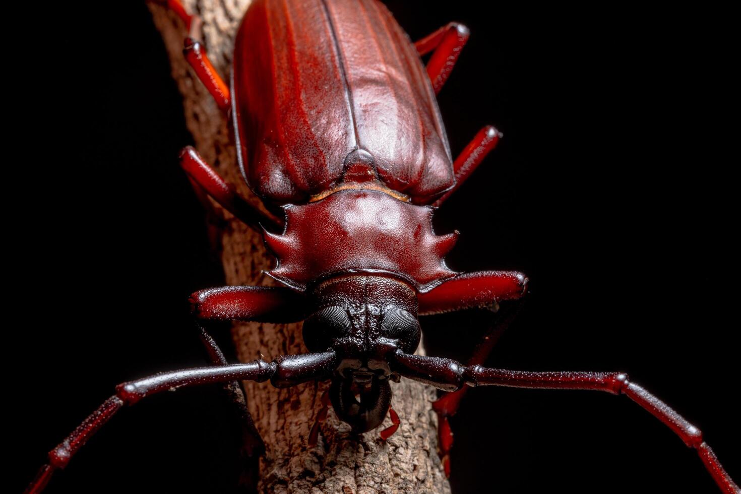 chrysomeloidea på ett träd över svart bakgrund foto