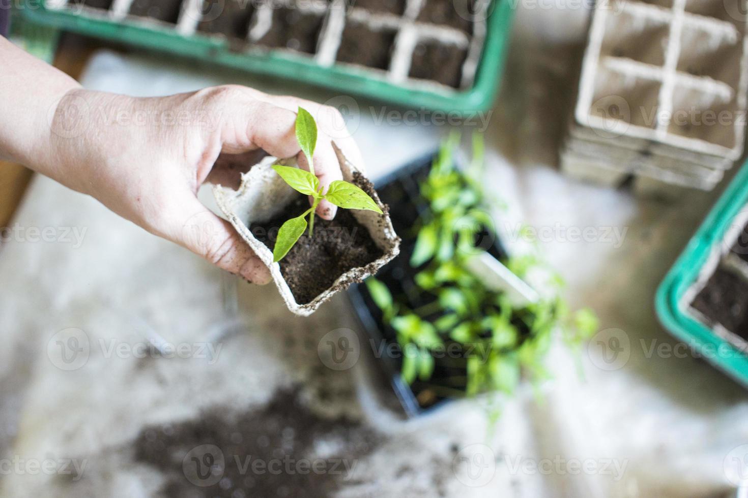 bebis växter sådd, svart hål brickor för jordbruks plantor.den vår plantering. tidigt fröplanta , vuxen från frön i lådor på Hem på de fönsterbräda. begrepp. fattig växt vård, torkades blommor foto