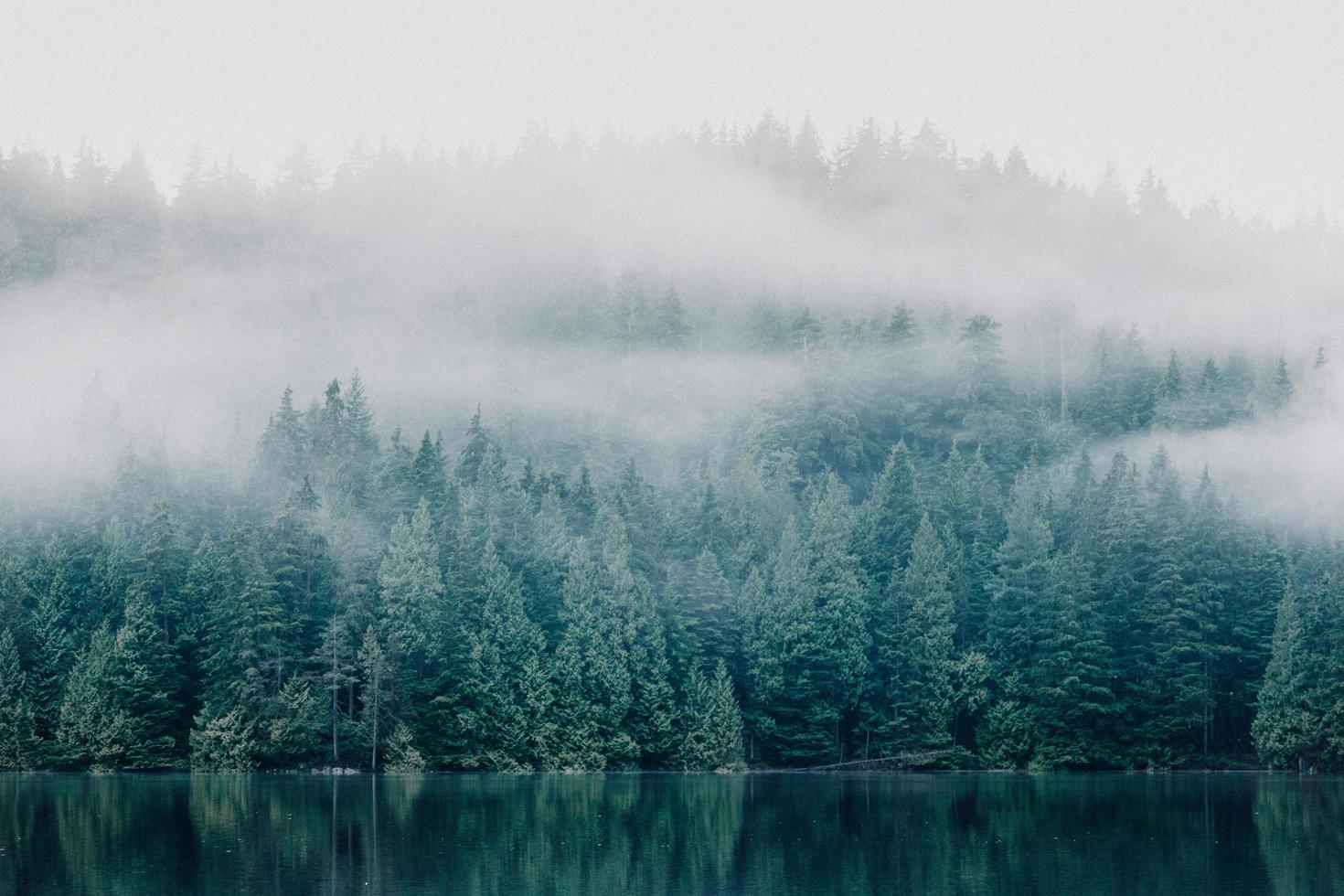 dimmiga träd över sjön foto