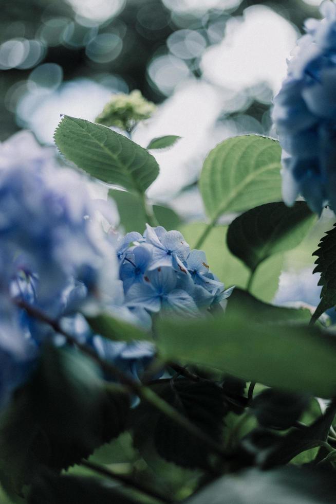 blå hortensia blommor foto