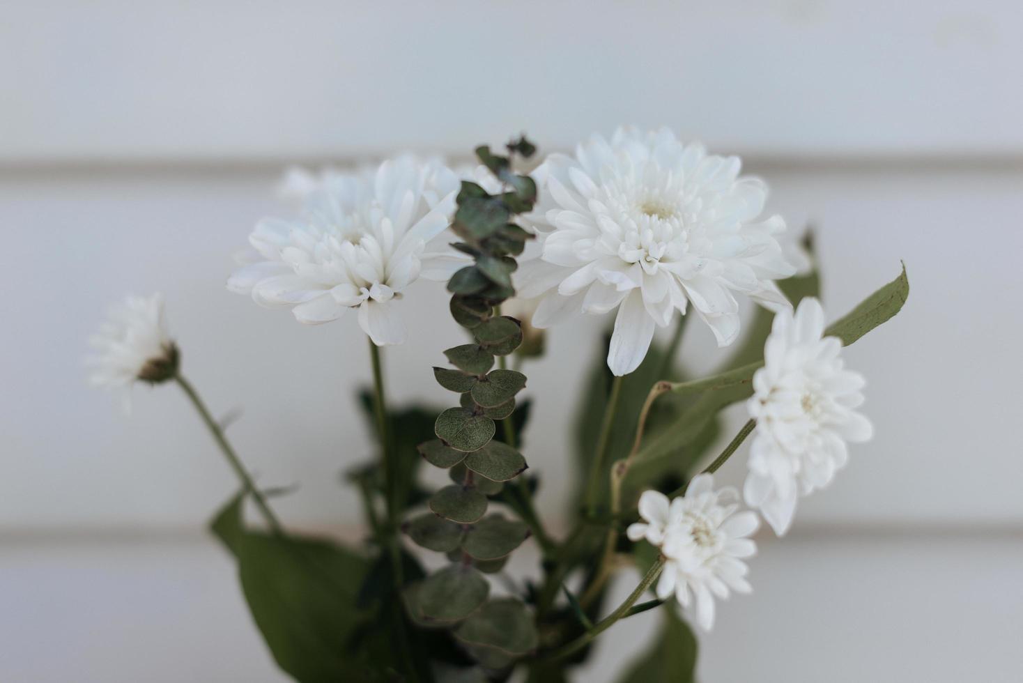 vit petaled blomma närbild foto