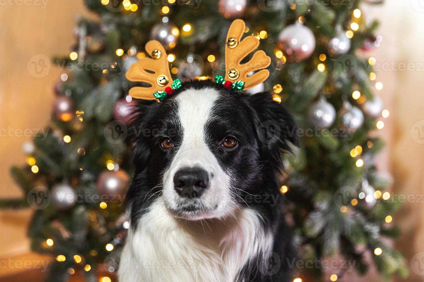 rolig söt valp hund gräns collie bär jul kostym rådjur horn hatt nära jul träd på Hem inomhus bakgrund. förberedelse för Semester. Lycklig glad jul begrepp. foto