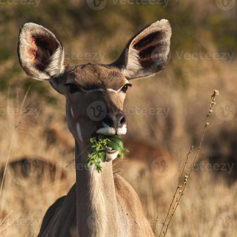kudu munching foto